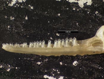 Media type: image;   Herpetology R-132081